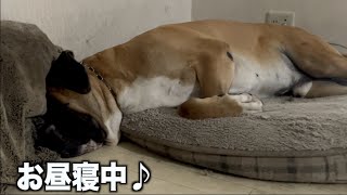 お昼寝のお供に・犬のいびき♪