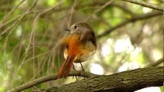 Daurian Redstart ( female )