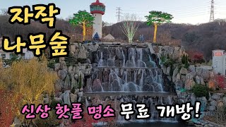 용인 가볼만한곳 자작나무숲 베툴라 신상카페 핫플 명소 무료개방