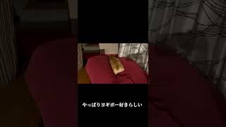 犬もヨギボー好きだったらしい　#shorts