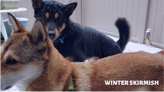 Jindo Dogs Fight - Winter Royale Skirmish | 진돗개