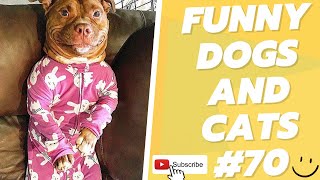 Funny Animal Videos 2022  Best Dogs And Cats Videos 😺😍 # 70