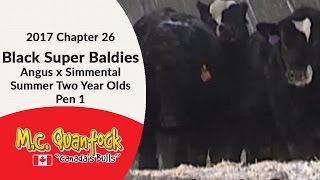 Black Super Balide - Angus x Simmental - Calving Ease Bulls For Sale in Alberta in 2017