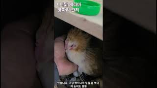 #초소형 #미니닭 #세라마 #병아리 #관리 부화중알 #청진법. #물그릇 크기