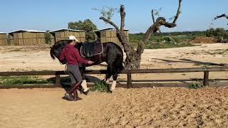 Algunos caballos piaffando