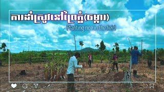 ដាំស្រូវនៅចំការ|Planting rice in the field/នៅព្រៃភ្នំ តាមបែបបងប្អូនជនជាតិដើមភាគតិច