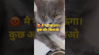 अरे बापरे 😱 ये बिल्ला 😺 है आज भूख हड़ताल पर। #funny #hungry  #cat #shorts