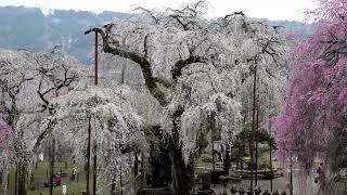 秩父市清雲寺の枝垂れ桜