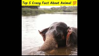5 crazy facts about animal 🐘|  @HindiTVIndia @AnandFacts @A2Motivation