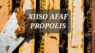 Xiiso afaf waa magacii hore ee propolis aqoonta shinida ee somalida