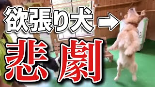 【悲劇】ネクタリンに大はしゃぎの「きなこ」に訪れる不幸？