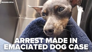 Arrest made in Lockport emaciated dog case