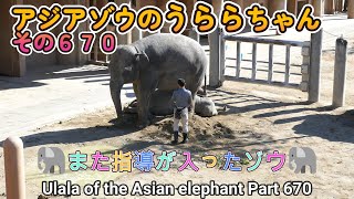 アジアゾウのうららちゃん（６７０）🐘また指導が入ったゾウ🐘（東山動植物園）Ulala of the Asian elephant Part 670