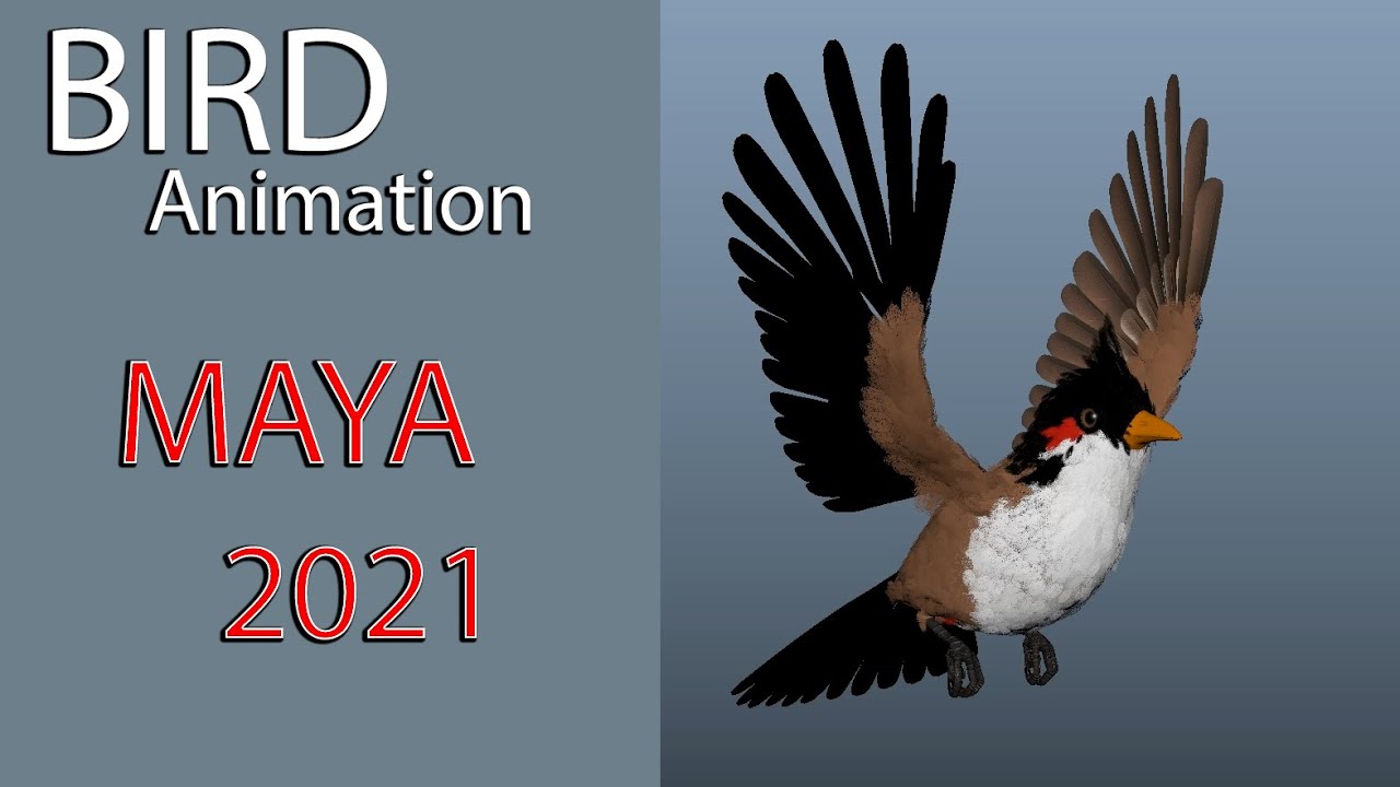 Bird Animation Maya Tutorial Youtube