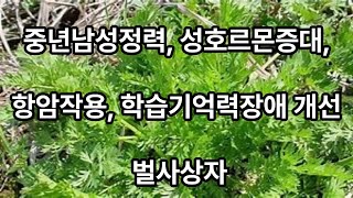 이박사 힐링센터/ 몸을 살리는 약초, 약용식물/ 115, 벌사상자