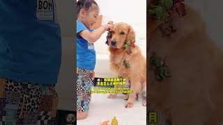 木星：她啥时候开学呀！when does she starts school? #pets #yourdog  #yourpet  #goldenretriever  #funny