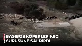 Başıboş köpekler bu kez de keçi sürüsüne saldırdı