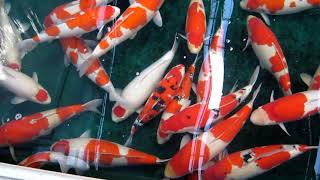 Giant Koi Fish – Jumbo Koi – Torazo Koi Farm [JUMBO KOI]