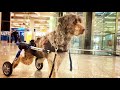 You have never seen anything like this… dog in wheelchair abandoned at the airport !