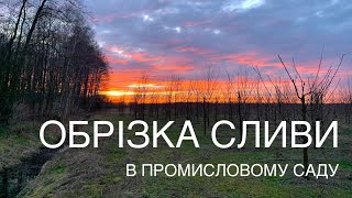 Обрізка сливи. Промисловий сад