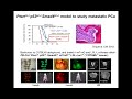 understanding immunosuppressive myeloid cells and immunotherapy using proteome profiler™ arra