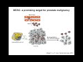 Understanding Immunosuppressive Myeloid Cells and Immunotherapy using Proteome Profiler™ Arra