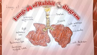 Lungs 🫁 of Rabbit 🐇 diagram bnaye different types easily!!..