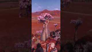 Desert Rose tree | Yemen