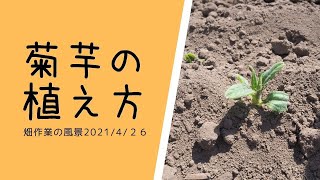 菊芋栽培、植え方 種芋カットの解説｜イモコロ