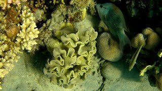 Sling jaw wrasse (Epibulus insidiator) male by toadstool leather coral with tentacles withdrawn