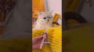 你家猫喝水也这么难吗？