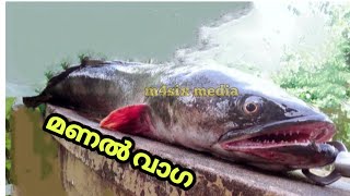 ഒട്ടും പ്രതീക്ഷിക്കാതെ ഒരു വാഗ /kerala fishing