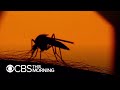 Mosquitos: Pests or deadly predators?