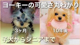 ヨークシャーテリアが子犬からシニア犬になるまで！性格、病気、お手入れについて