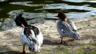 Enten 7.04.2010