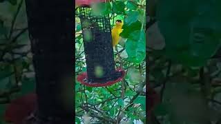 Male and female Goldfinch,at my feeder