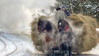 The most beautiful pictures of horses in Romania during the winter