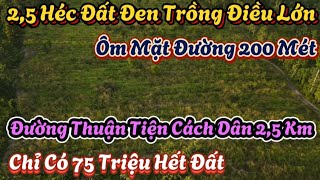 Khoảng 2,5 Héc Đất Đen Trồng Điều Đất Bằng Như Sân Bay Giá Rẻ Chỉ Có 75 Triệu Hết Đất