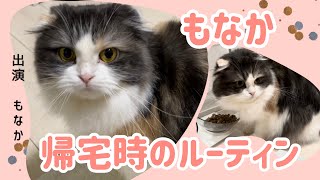 もっちゃんお待ちかね！帰宅時のルーティン　愛猫「もなか」の日常[スコテッシュフォールド]