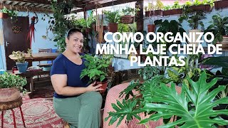 PLANTAS, DECORAÇÃO E ORGANIZAÇÃO, COMPREI MAIS TRÊS PLANTAS