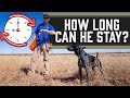 Pro Tip - Help Your Dog Point Longer And Stand Steady