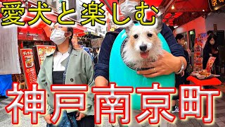 【2022秋】神戸南京町の紹介＆愛犬連れで店内突入