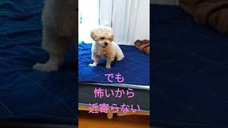 ロボット掃除機vs犬