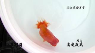 弐歳魚優等魚（日本らんちう協会　第61回全国品評大会）