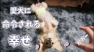 【子なし専業主婦】独特な仰向けポーズで甘えてくる犬【カニンヘンダックスと元野良猫】