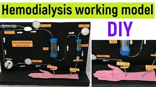 Hemodialysis working model for science projects | biology working model | dialysis working model