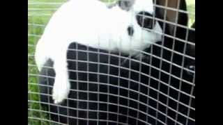 Rabbits mating