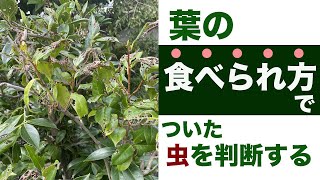 虫に食べられた葉を見て【ついた虫】を判断する