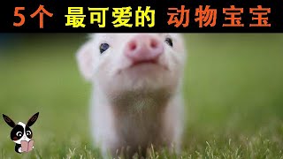 【獵奇科普】五個最可愛的動物寶寶