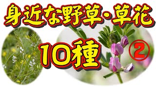 【身近な野草・草花図鑑②】身近な野草・草花を、季節に関係なく１０種類をピックアップして詳しく解説しました。特に、その草花の「名前の由来」について、どうしてそんな名前がついたのか、有力な説を載せました。